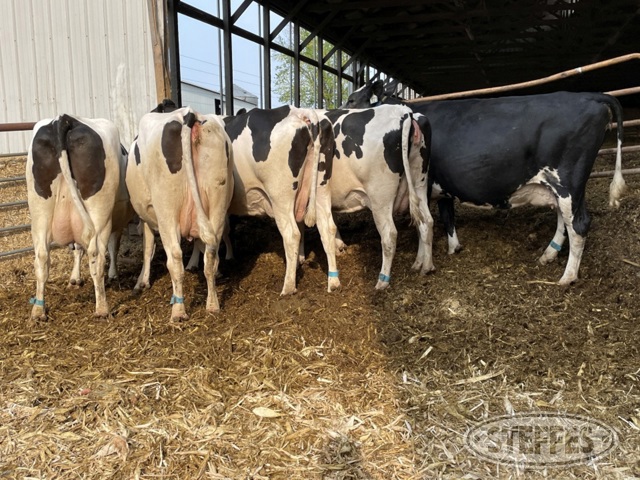 (6 Head) Holstein dry cows